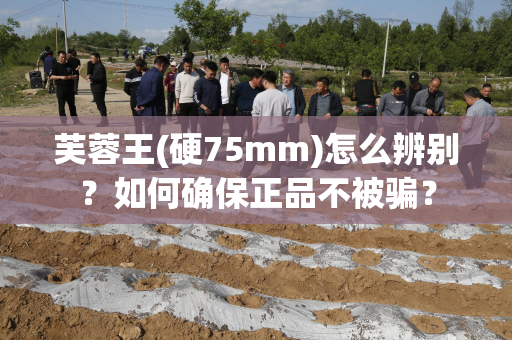 芙蓉王(硬75mm)怎么辨别？如何确保正品不被骗？